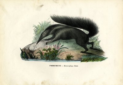 Großer Ameisenbär, 1863-79 von Raimundo Petraroja